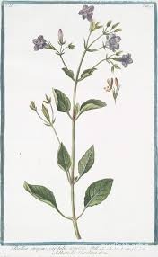 Ruellia strepens fullplant5.jpg